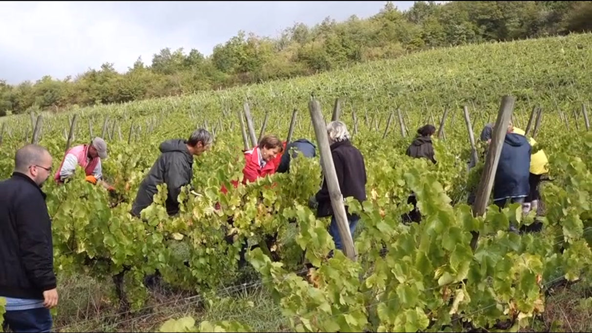Vendanges à Tannay